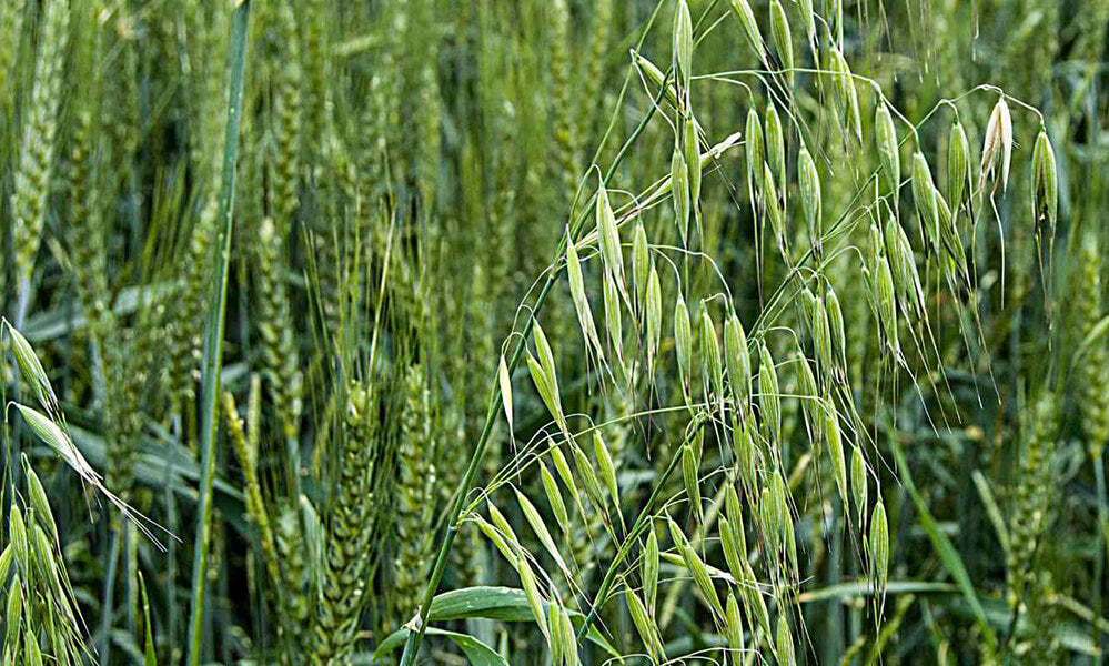 Closeup of oatstraw in a field